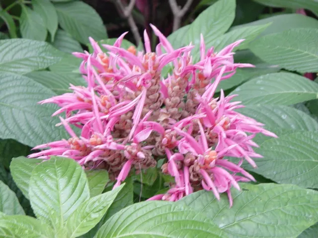 Plante aphelandra sinclairiana montrant ses caractéristiques typiques