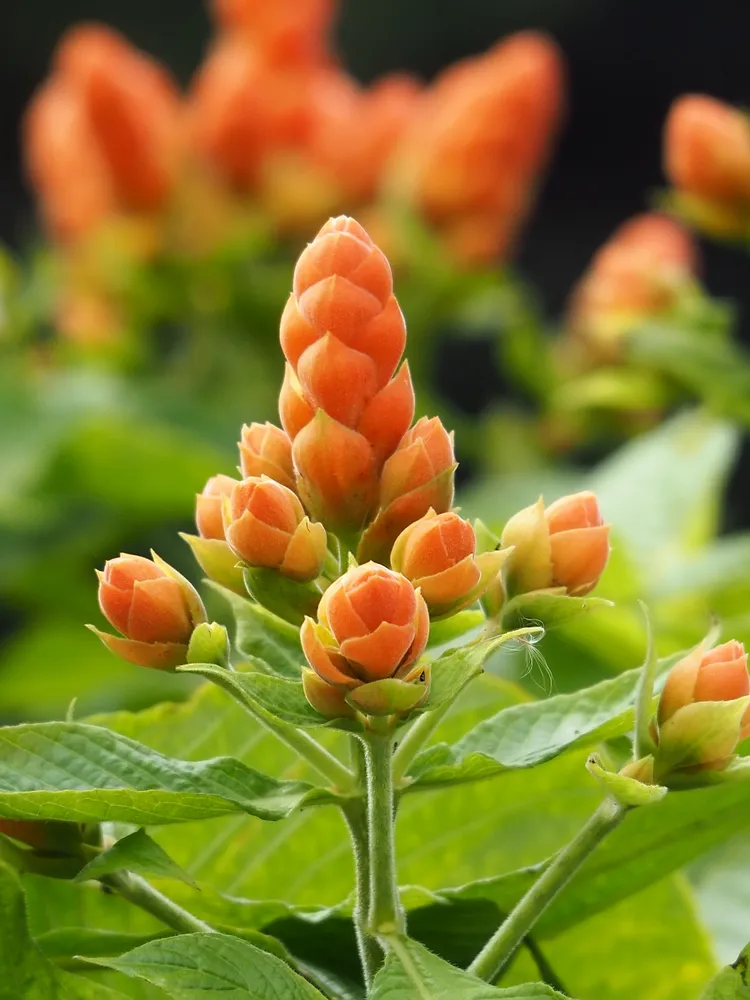 Plante aphelandra sinclairiana montrant ses caractéristiques typiques