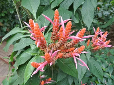 Image miniature aphelandra sinclairiana