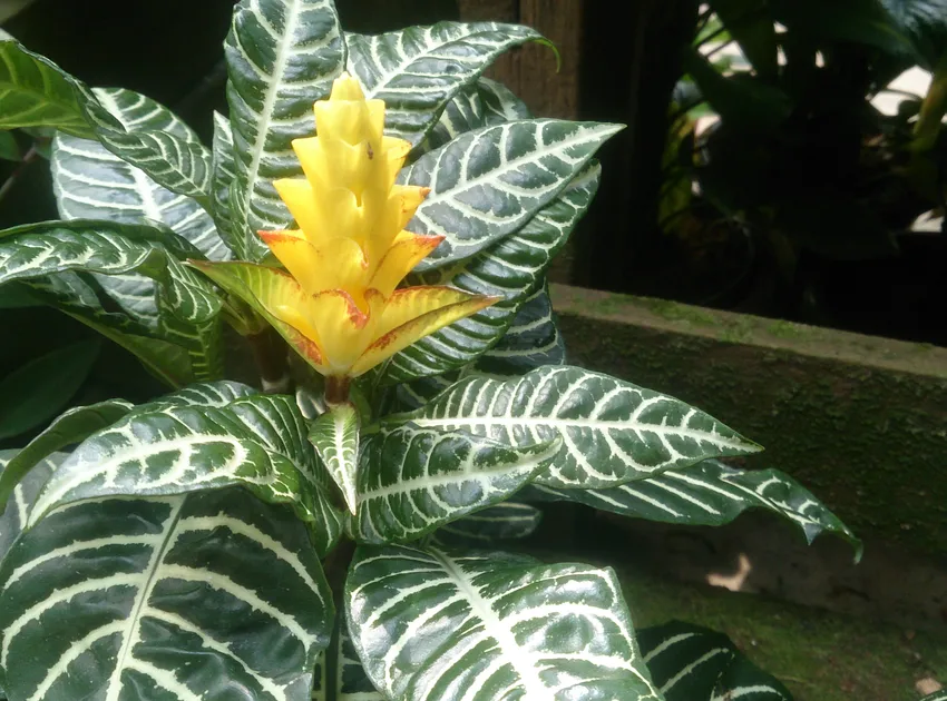 Plante aphelandra squarrosa montrant ses caractéristiques typiques