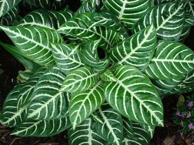 Plante aphelandra squarrosa montrant ses caractéristiques typiques