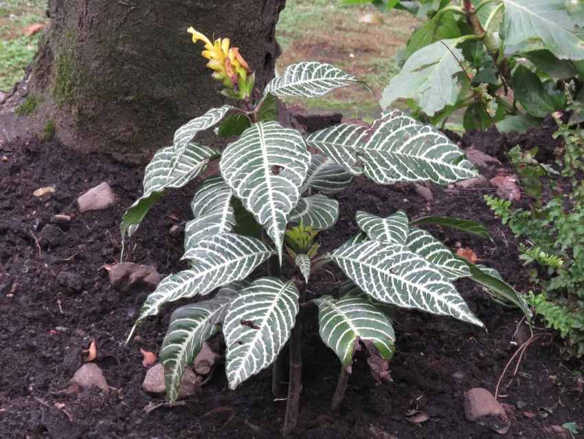 Plante aphelandra squarrosa montrant ses caractéristiques typiques