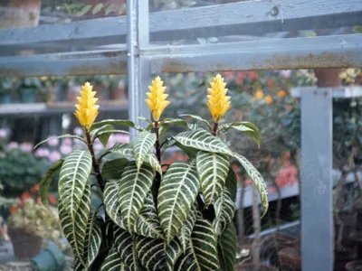 Image miniature aphelandra squarrosa