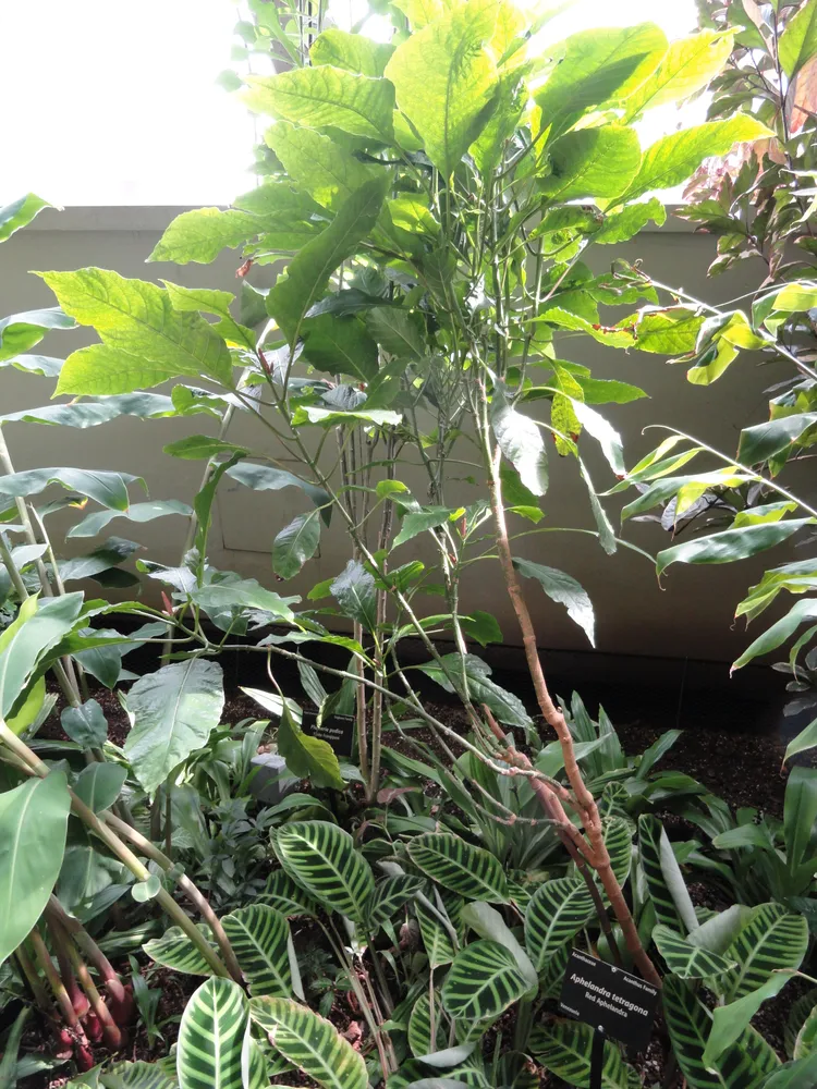 Plante aphelandra tetragona montrant ses caractéristiques typiques