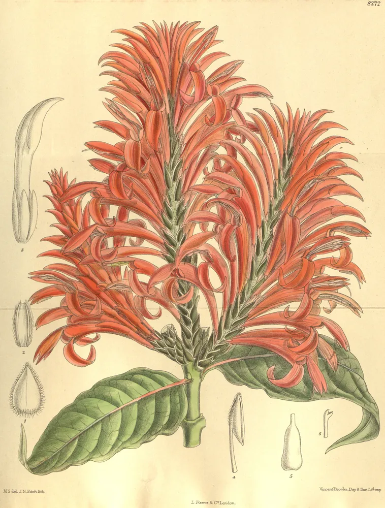Plante aphelandra tetragona montrant ses caractéristiques typiques