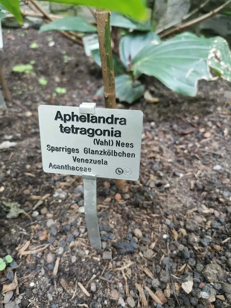 Plante aphelandra tetragona montrant ses caractéristiques typiques