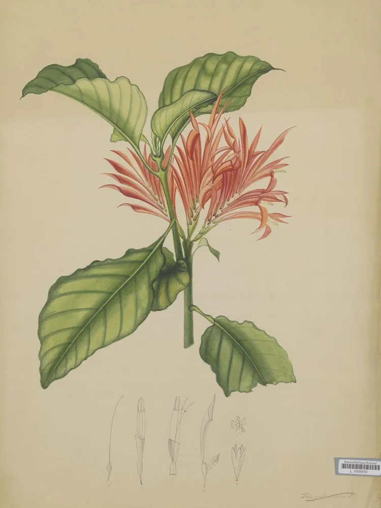 Plante aphelandra tetragona montrant ses caractéristiques typiques