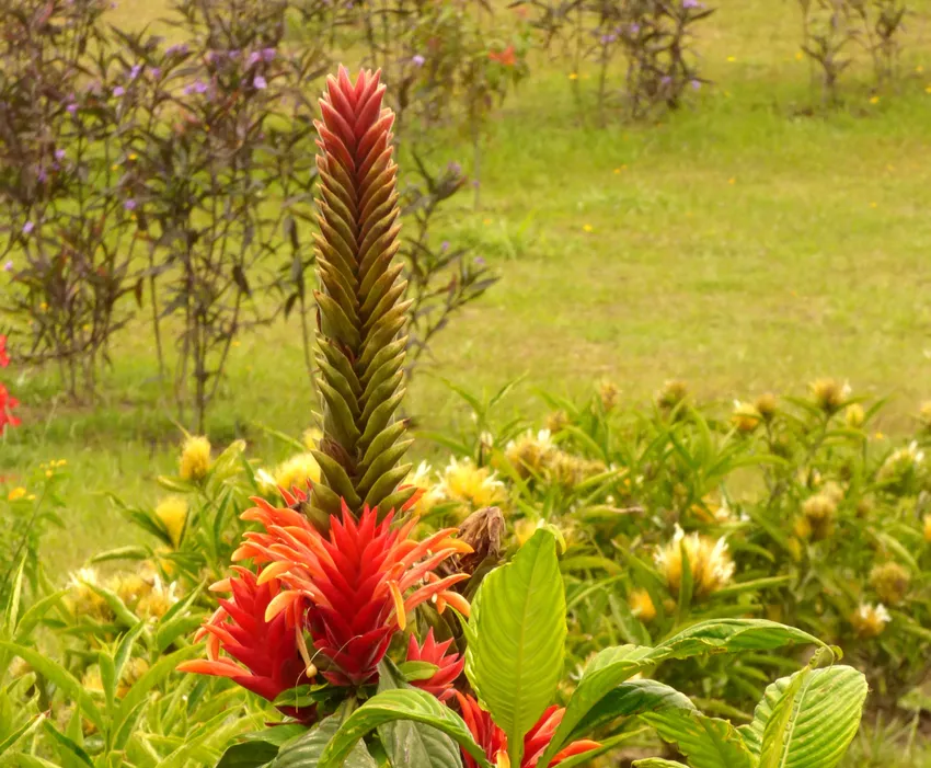 Plante aphelandra tetragona montrant ses caractéristiques typiques