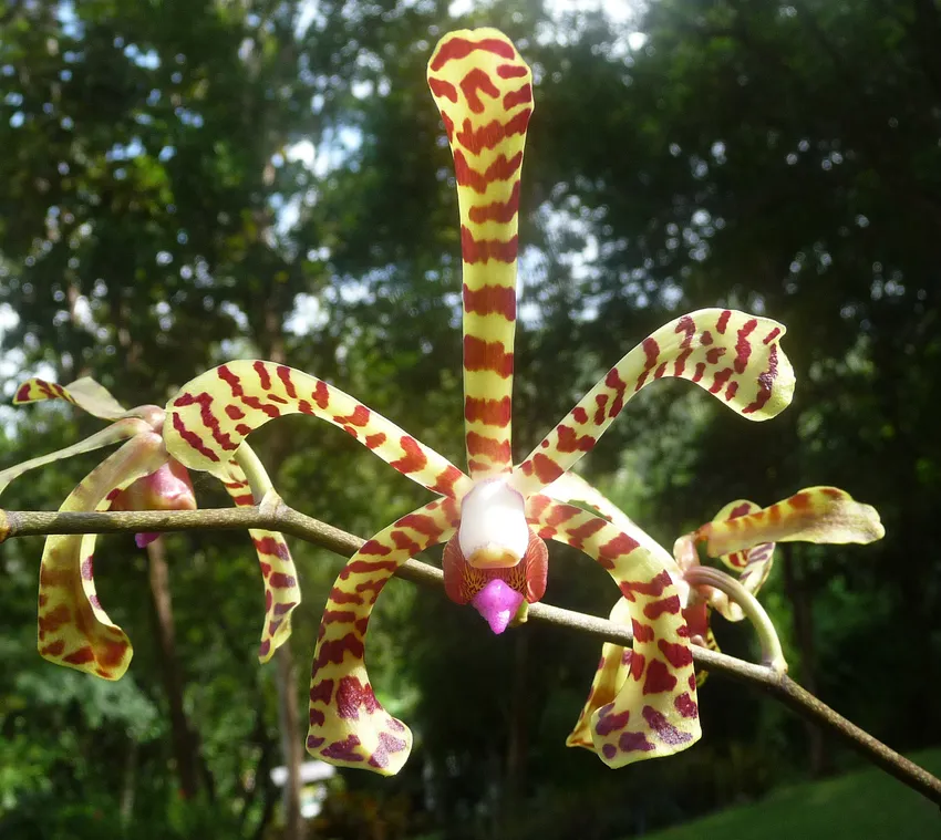 arachnis flos-aeris plant showing characteristic features
