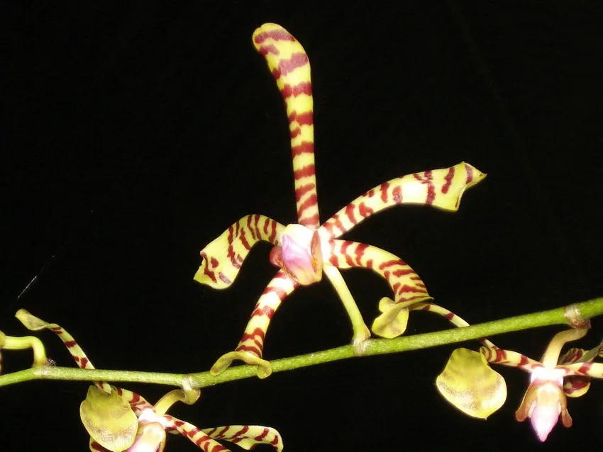 arachnis flos-aeris plant showing characteristic features