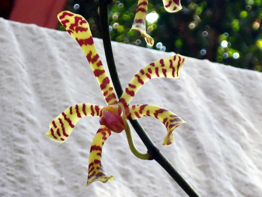 arachnis flos-aeris plant showing characteristic features