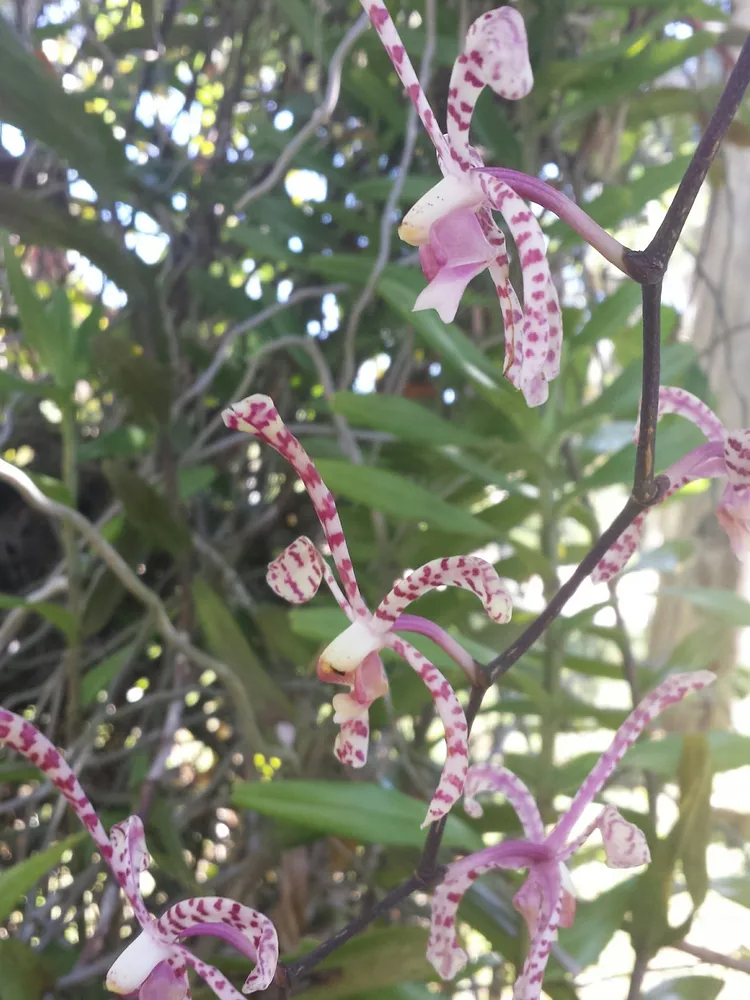 arachnis flos-aeris plant showing characteristic features