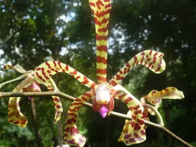 thumbnail arachnis flos-aeris