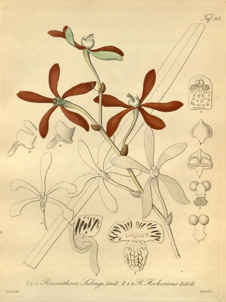 arachnis hookeriana plant showing characteristic features