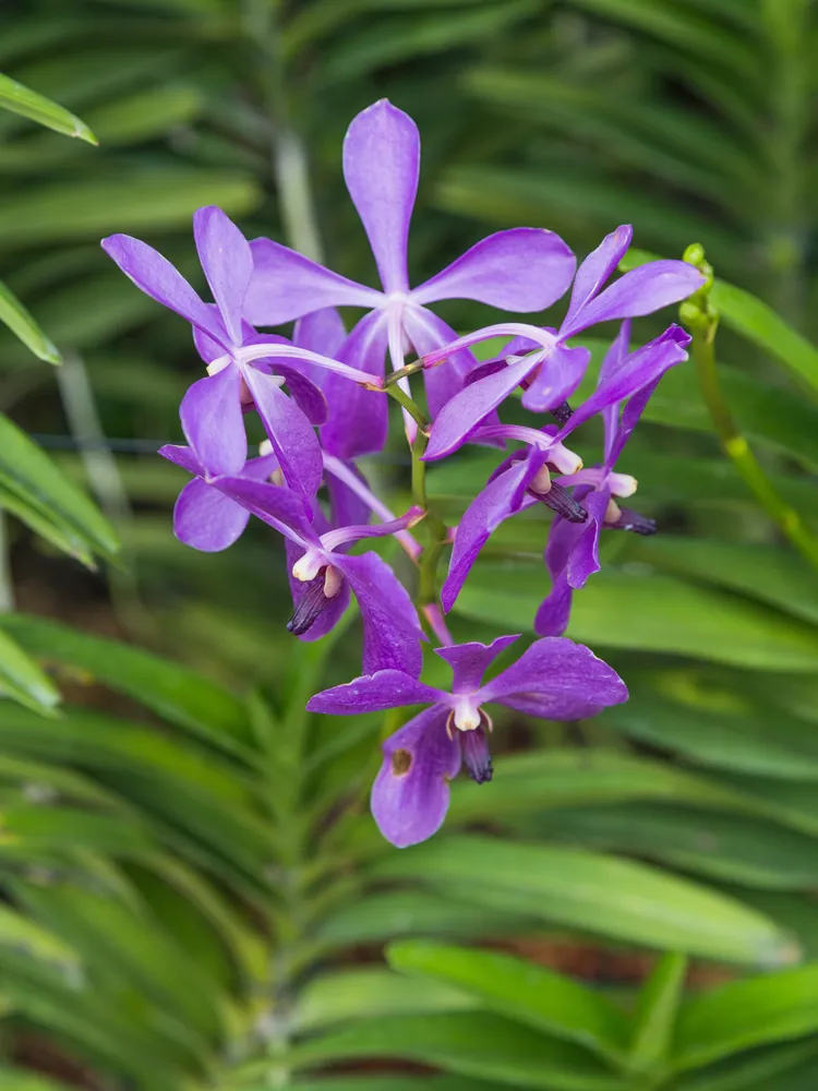 arachnis hookeriana plant showing characteristic features