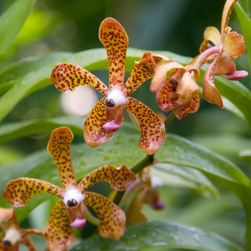 arachnis hookeriana plant showing characteristic features