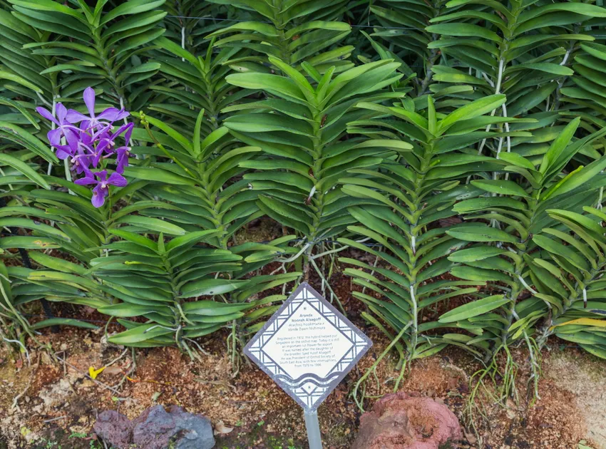 arachnis hookeriana plant showing characteristic features