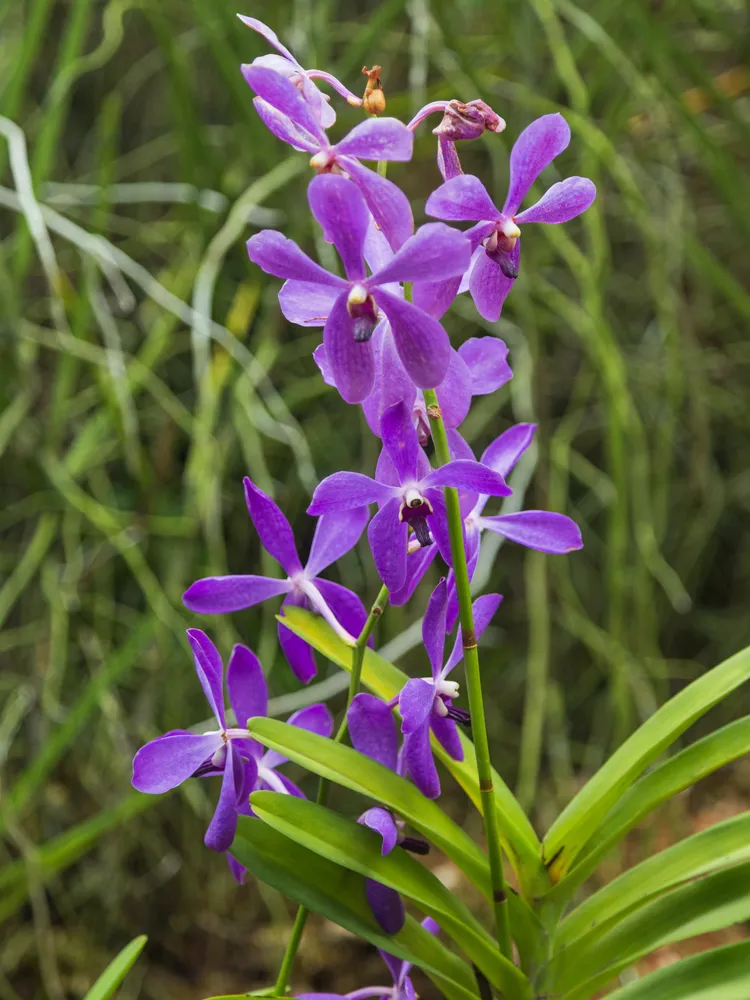 arachnis hookeriana plant showing characteristic features