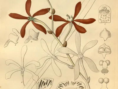thumbnail arachnis hookeriana