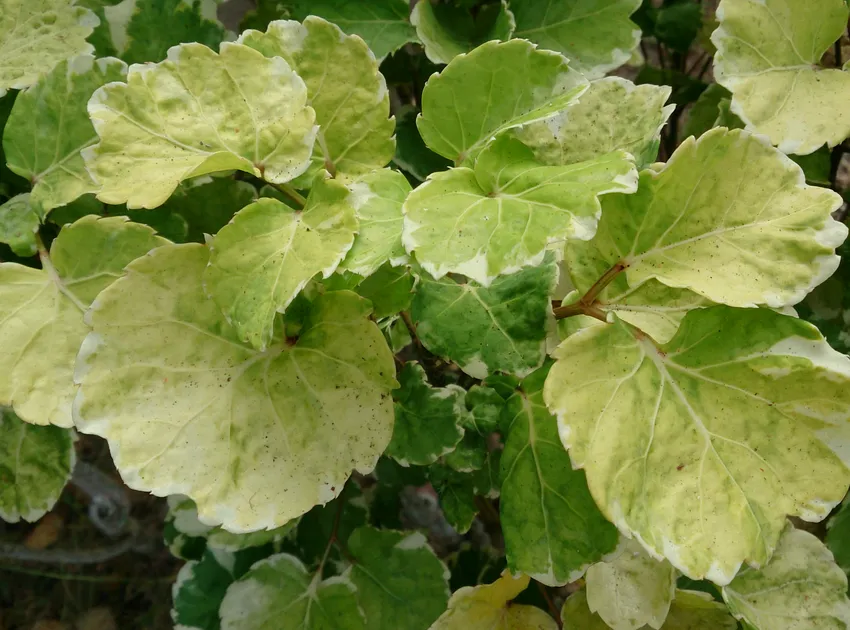 aralia balfouriana plant showing characteristic features