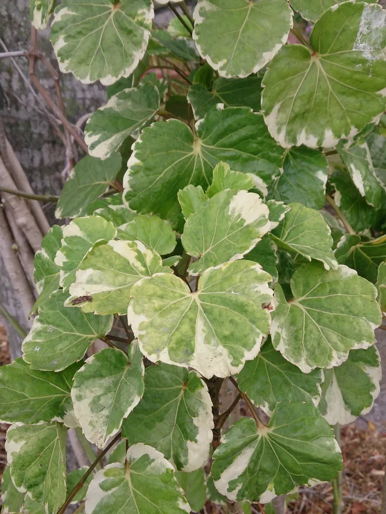 aralia balfouriana plant showing characteristic features