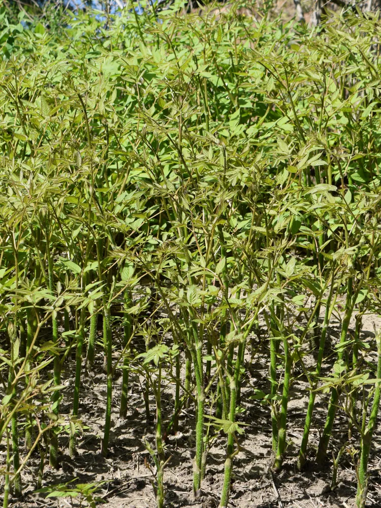 aralia cachemirica plant showing characteristic features