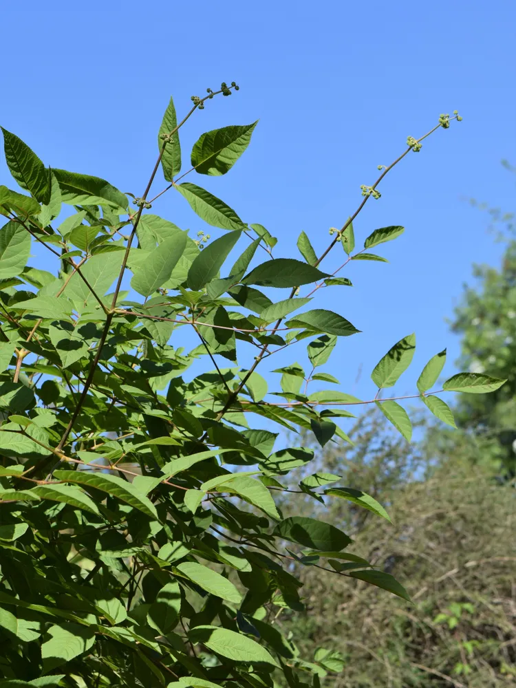 aralia cachemirica plant showing characteristic features