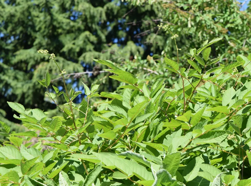 aralia cachemirica plant showing characteristic features