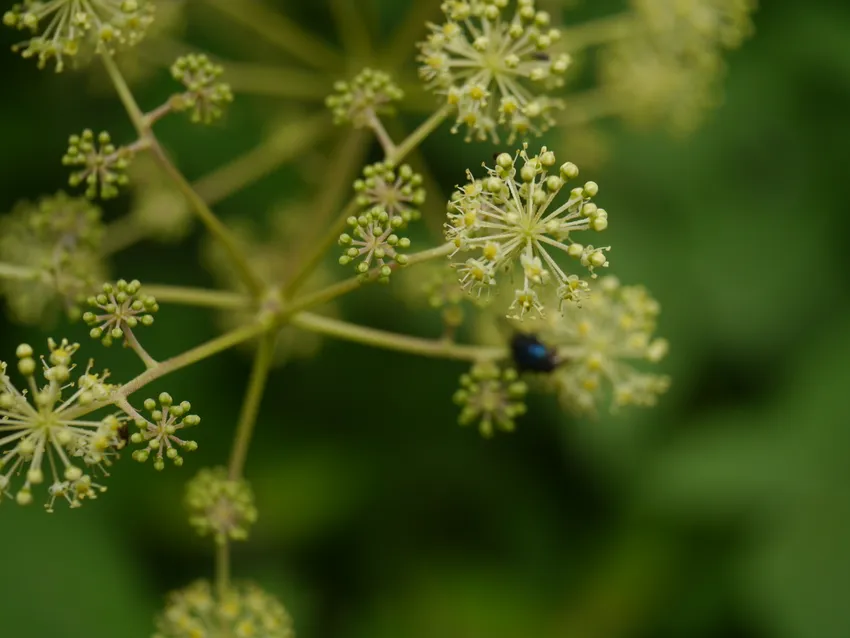aralia cachemirica plant showing characteristic features