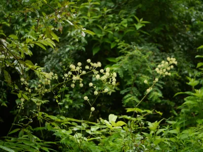 thumbnail aralia cachemirica