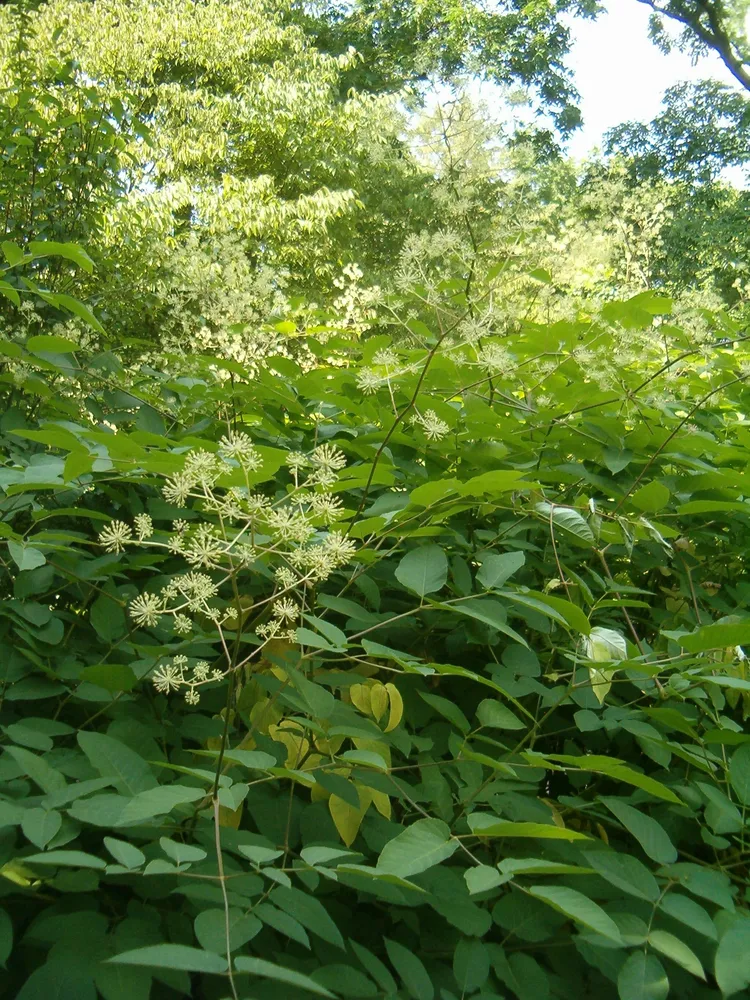 aralia californica plant showing characteristic features