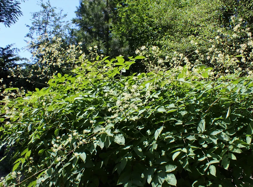 aralia californica plant showing characteristic features