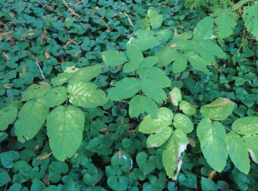 aralia californica plant showing characteristic features