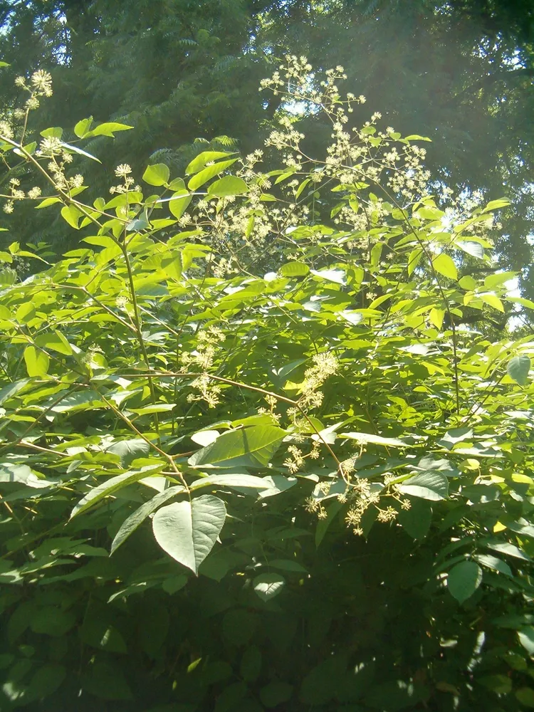 aralia californica plant showing characteristic features