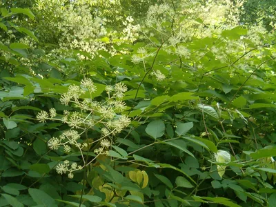 thumbnail aralia californica