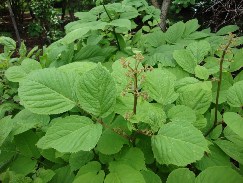 aralia continentalis plant showing characteristic features