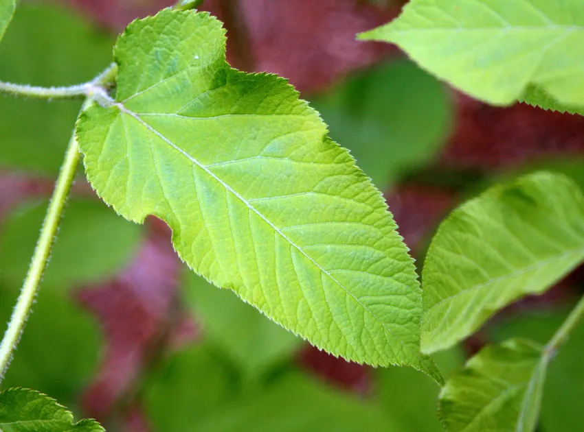 aralia continentalis plant showing characteristic features