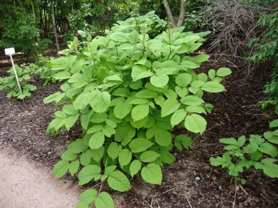 thumbnail aralia continentalis