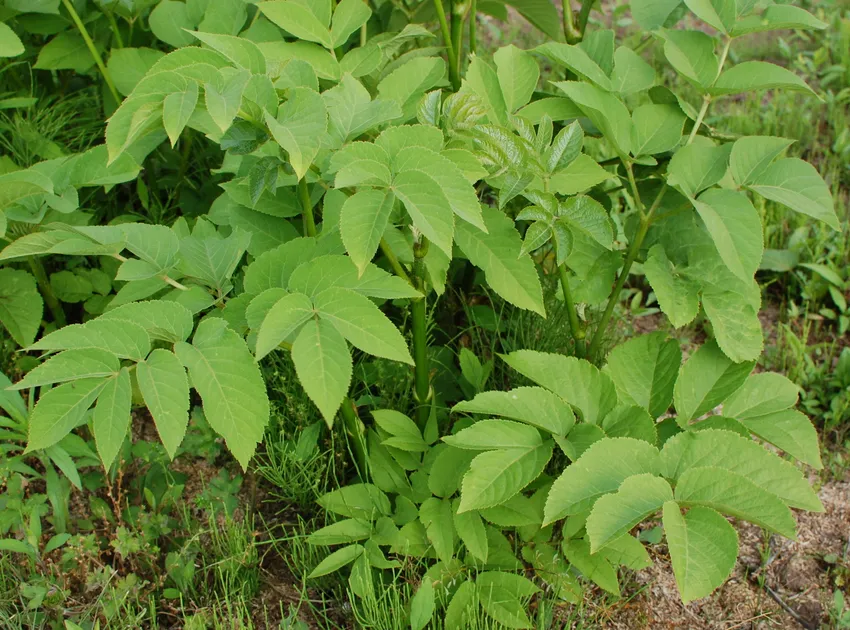aralia cordata plant showing characteristic features