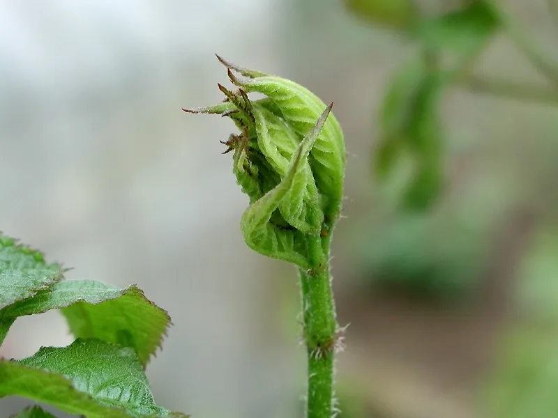 aralia cordata plant showing characteristic features