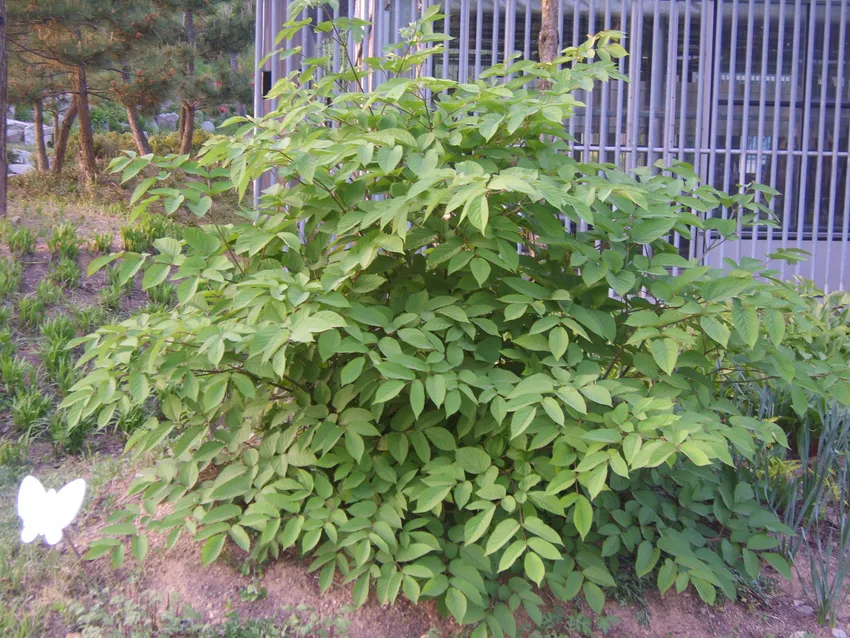 aralia cordata plant showing characteristic features