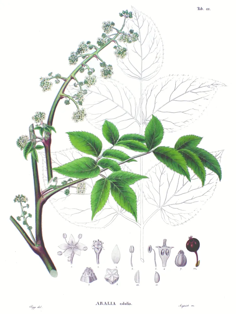 aralia cordata plant showing characteristic features
