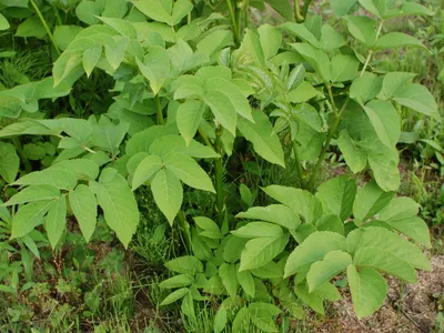 thumbnail aralia cordata