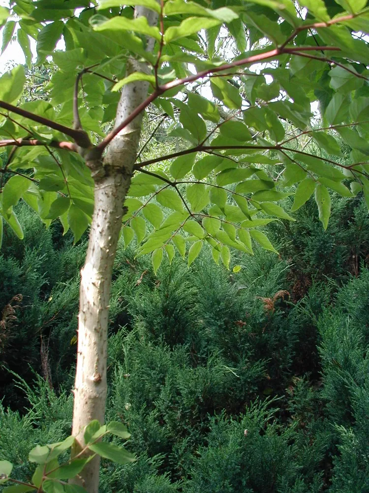 aralia elata plant showing characteristic features