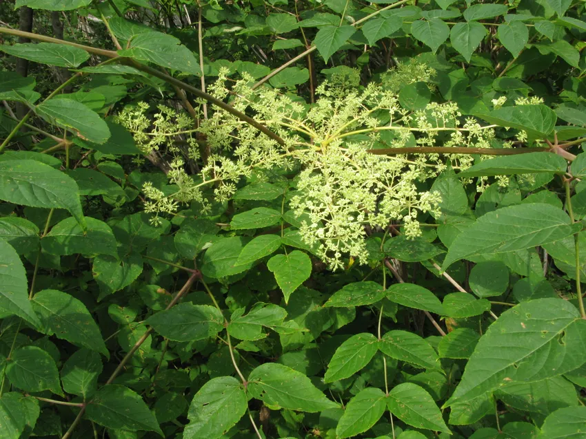 aralia elata plant showing characteristic features