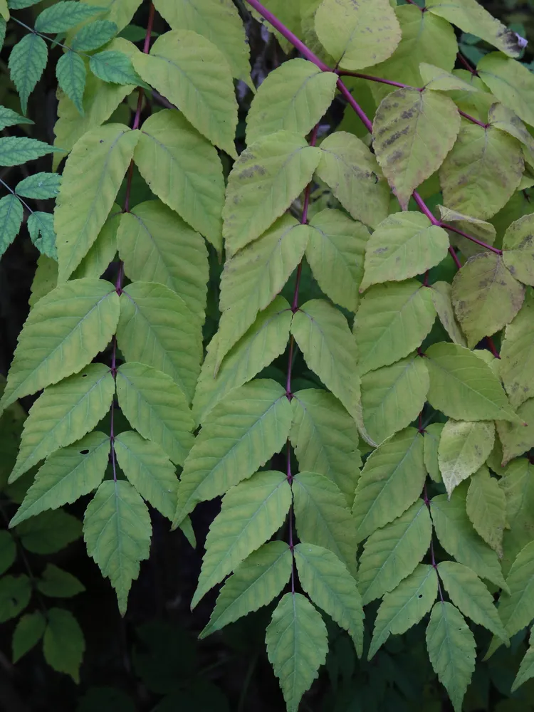 aralia elata plant showing characteristic features