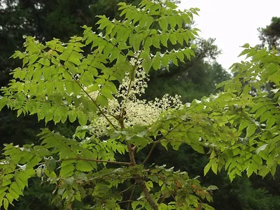 thumbnail aralia elata