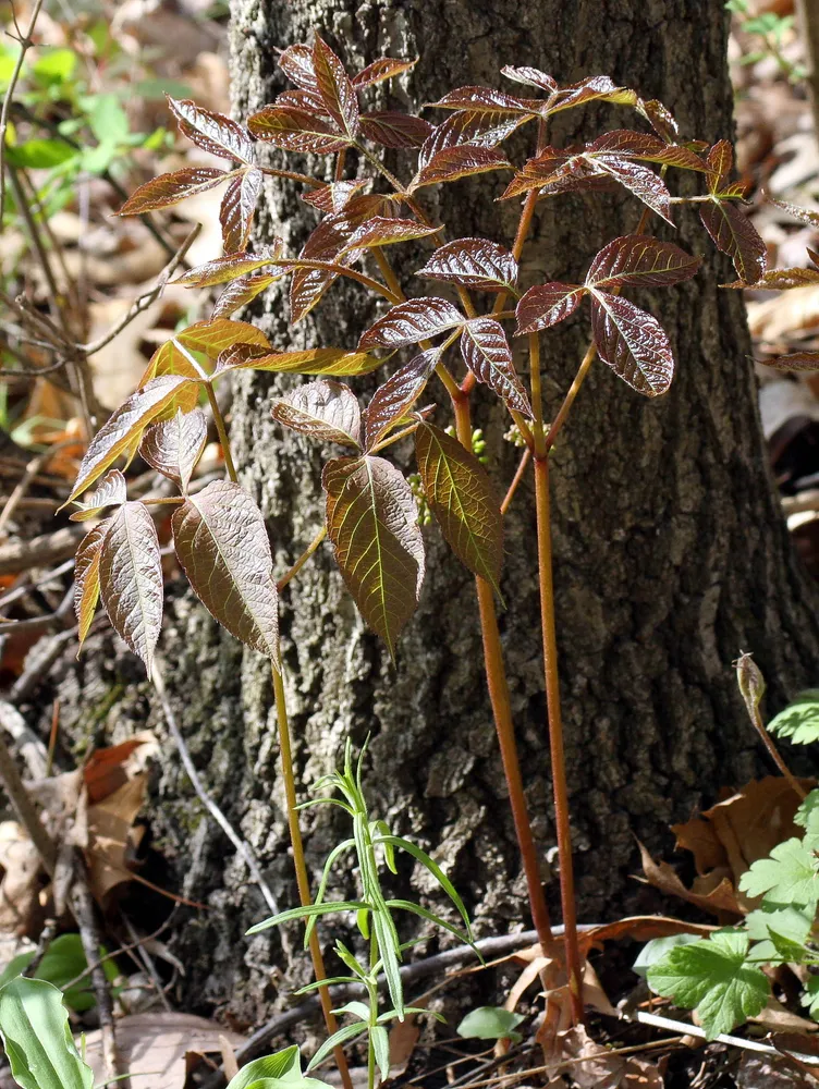aralia nudicaulis plant showing characteristic features