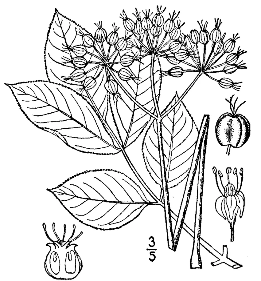 aralia nudicaulis plant showing characteristic features