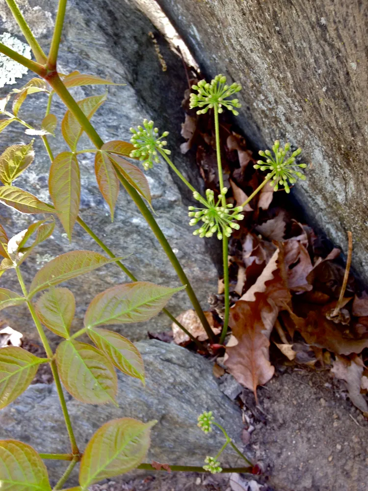 aralia nudicaulis plant showing characteristic features